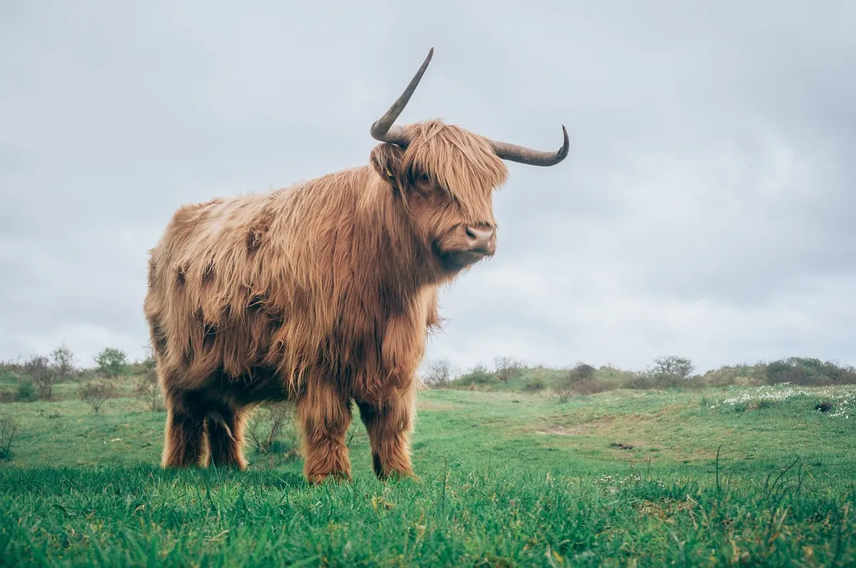 New Highland Short-Term Let Licensing: What Local Hosts and Neighbours Need to Know